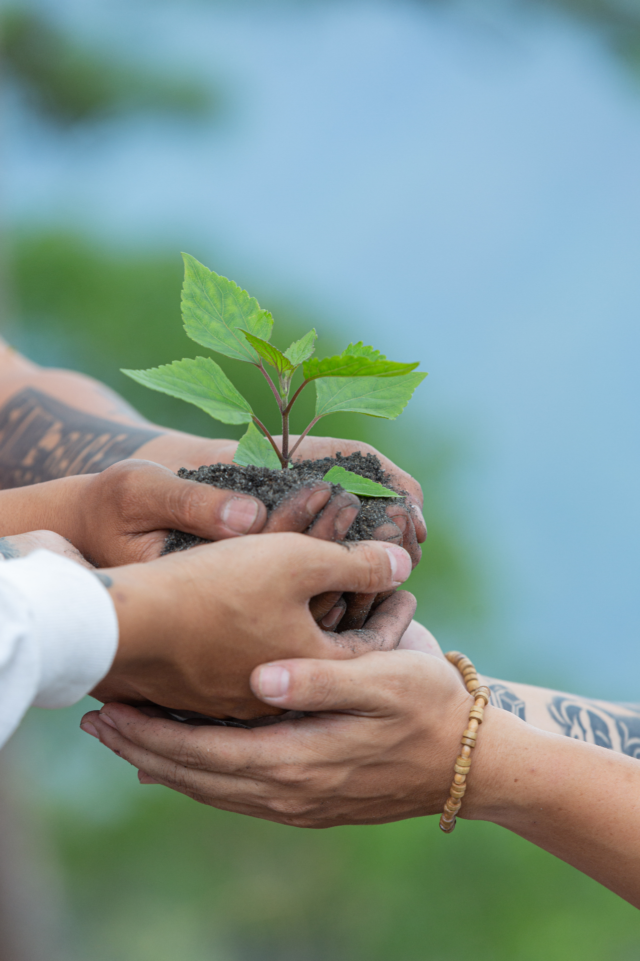 Mãos segurando uma muda de árvore, representando crescimento e sustentabilidade